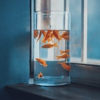 Mai Xuân Trang avatar